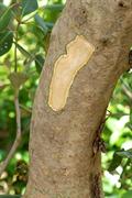 grey mangrove